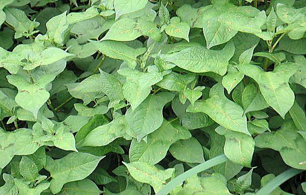 79244823-Leaves-used-in-Ishida-powder-1.jpg
