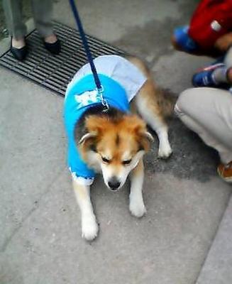 1733506149-Shinsengumi-puppy-from-Tama.jpg
