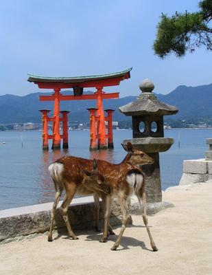 993056558-459-Deer-and-Torii-Postcard.jpg