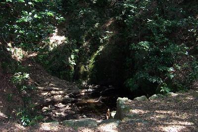 54031123-Castle-drinking-water.jpg